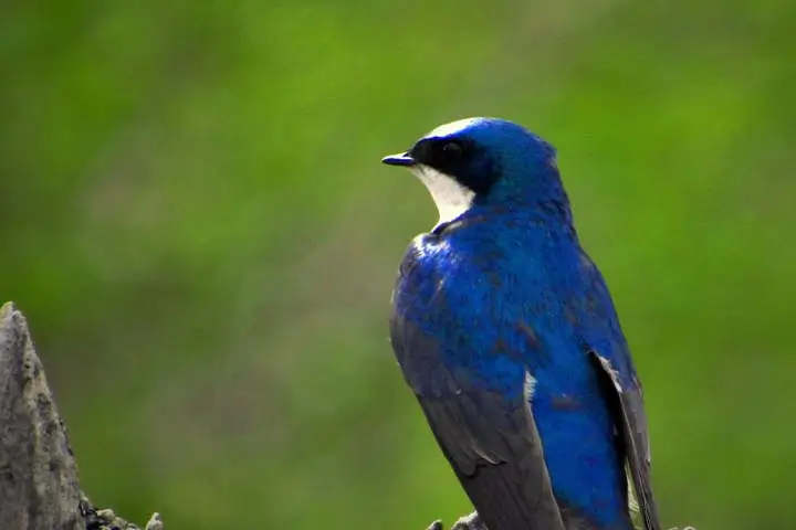 Blue Swallow